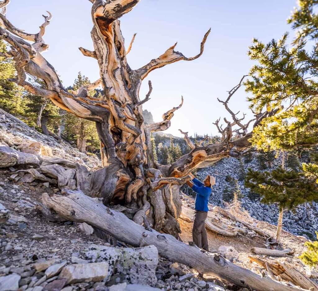 man standing by ancient bristlecone at great basin