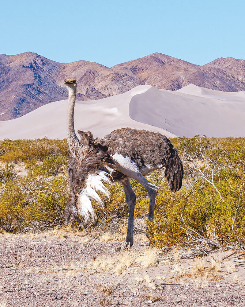 An ostrich stands in the middle of desert scrub. There is a sand dune and mountains in the background.