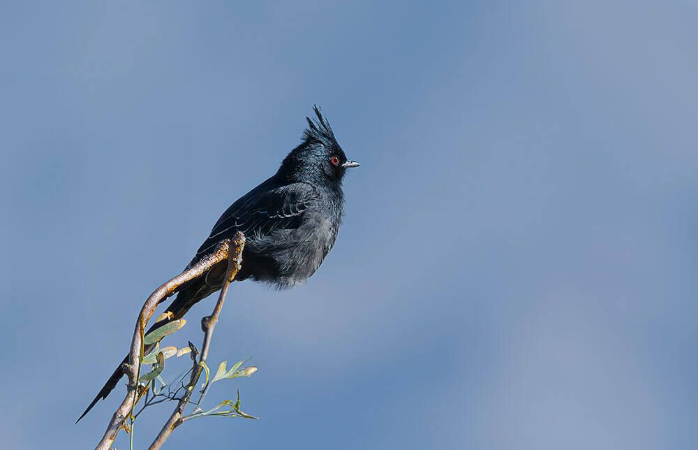 A black bird with red eyes stands on a thin branch.