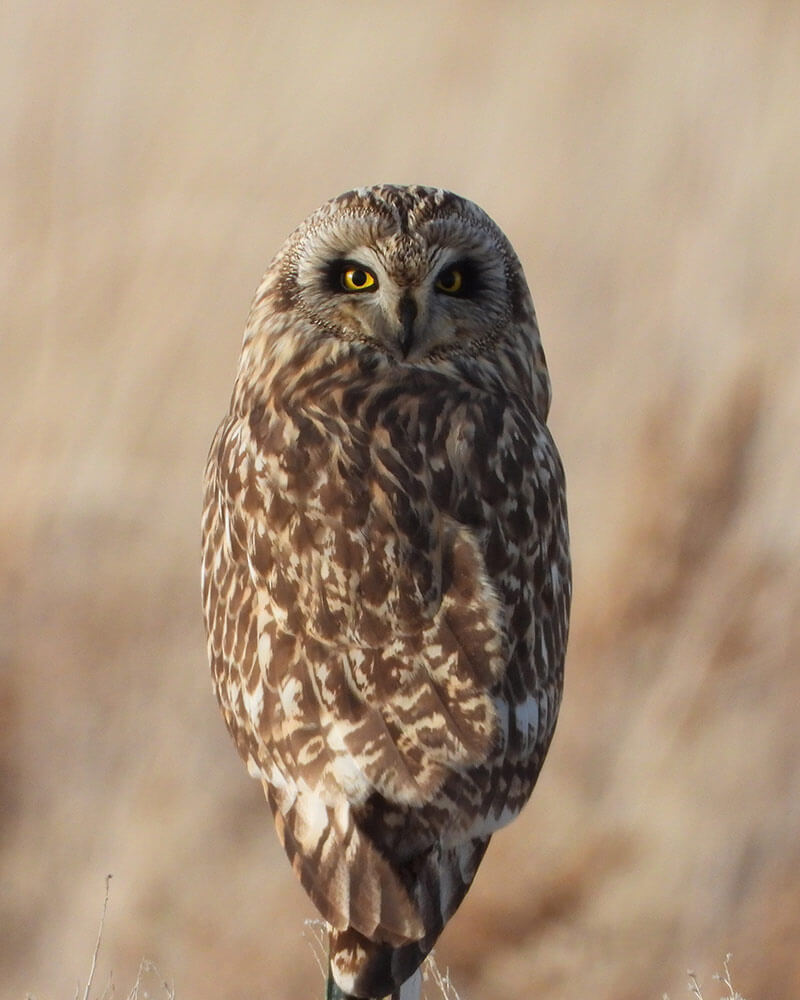An owl wraps its wings around itself, looking at the camera.