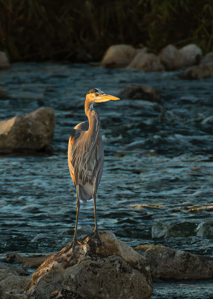 A blue heron standing on a rock, lit golden by the sun. There is a river and rocks in the background.