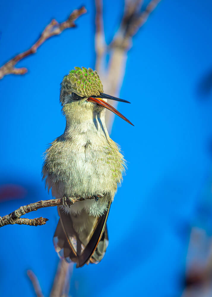 A sassy-looking green hummingbird with its mouth open, looks at the camera, while sitting on a small branch.