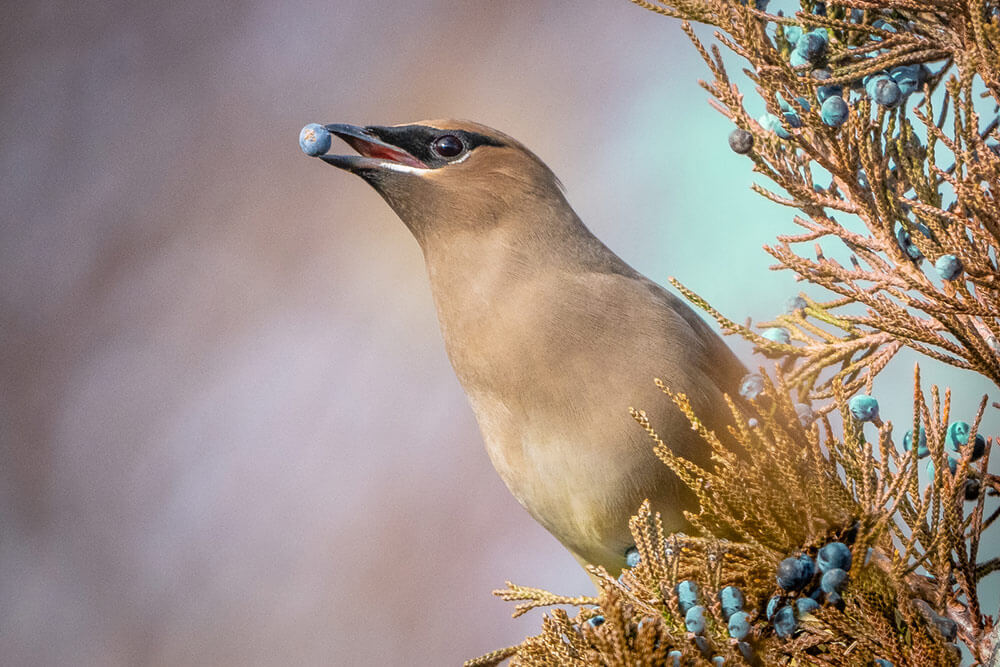 A brown bird with black eye mask eats a blue berry from a bush it is sitting on.