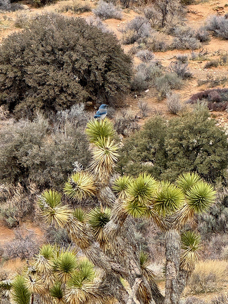 A blue bird sits atop a Joshua Tree, with lots of desert plants in the background.