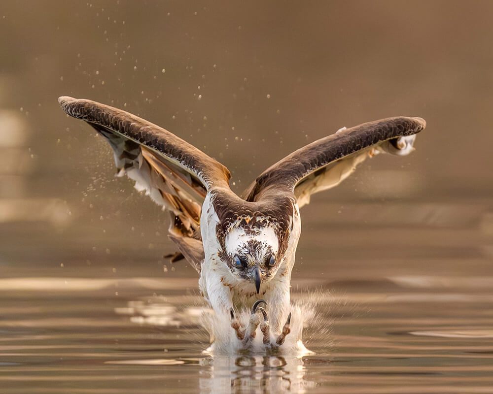 An osprey with wings outstretched scoops its talons in the water. Its third eyelids are closed as it dives for food.