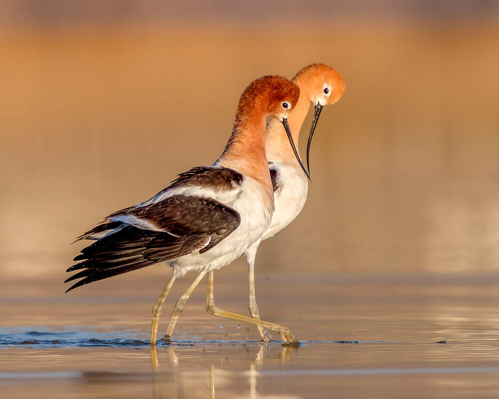 Two ibises, with white bodies, brown wings, orange heads, and long curved beaks, walk together through the water.