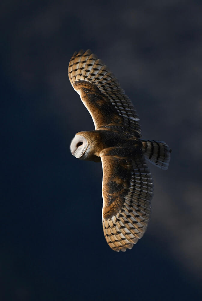 A barn owl flies through the sky. It is lit by a warm light to the left and has fully outstretched wings, with its back to the camera.