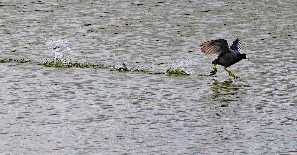 A coot with black body, yellow feet, and white beak, runs atop the water.