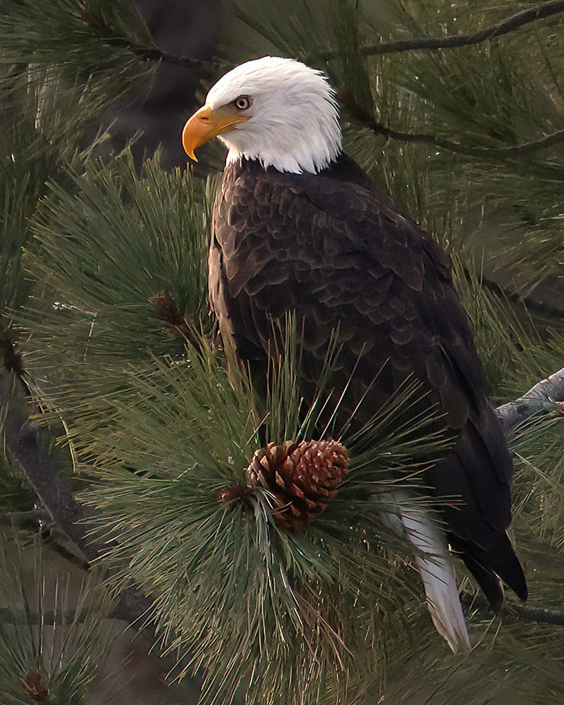 A bald eagle sitting in a pine tree. There are long pine needles and a pine cone in front of its body.