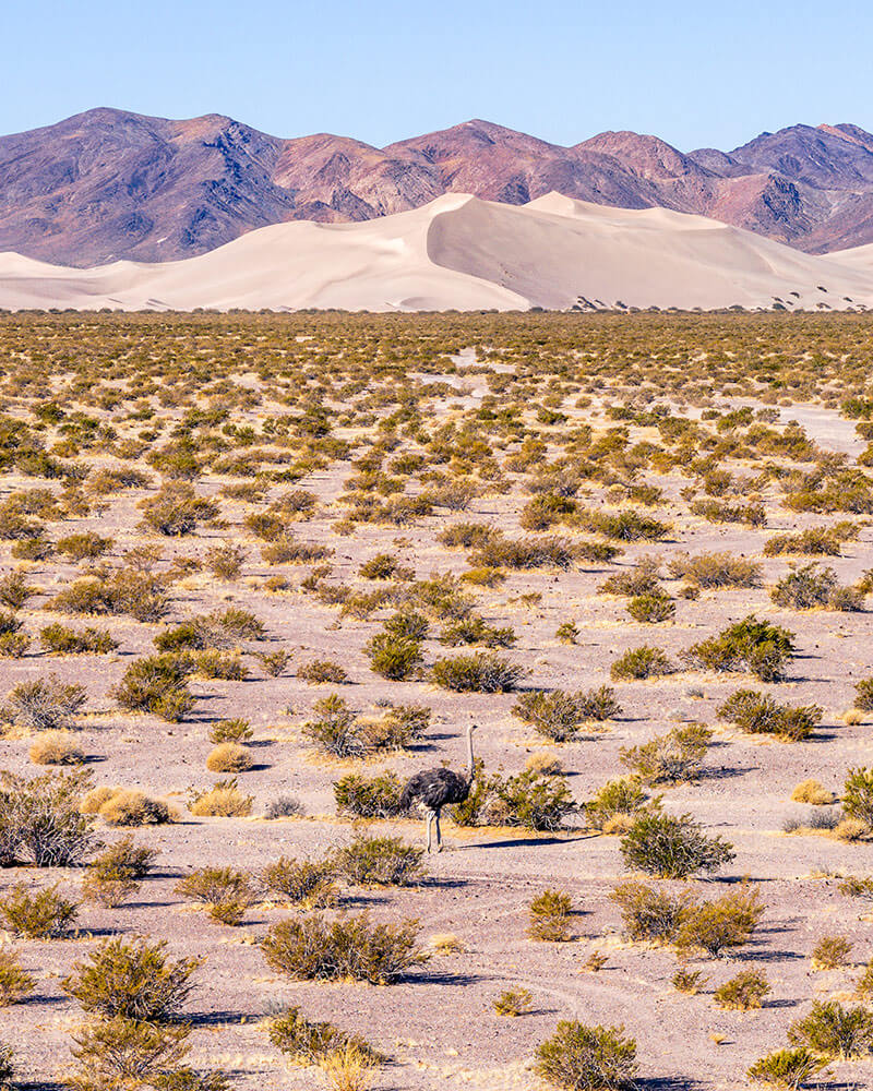 An ostrich stands in the middle of desert scrub. There is a sand dune and mountains in the background.