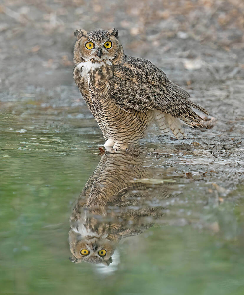 An owl reflected in a body of water as it stands along the edge.