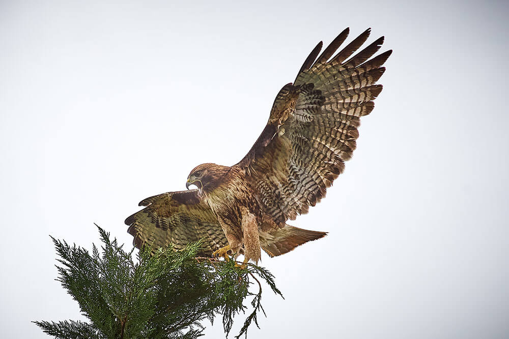 A hawk landing on a tree, with wings out wide.