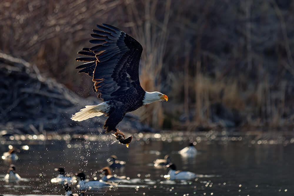 A bald owl flying with a fish in its talons. Water droplets surround the bird and there are ducks and mergansers in the background.