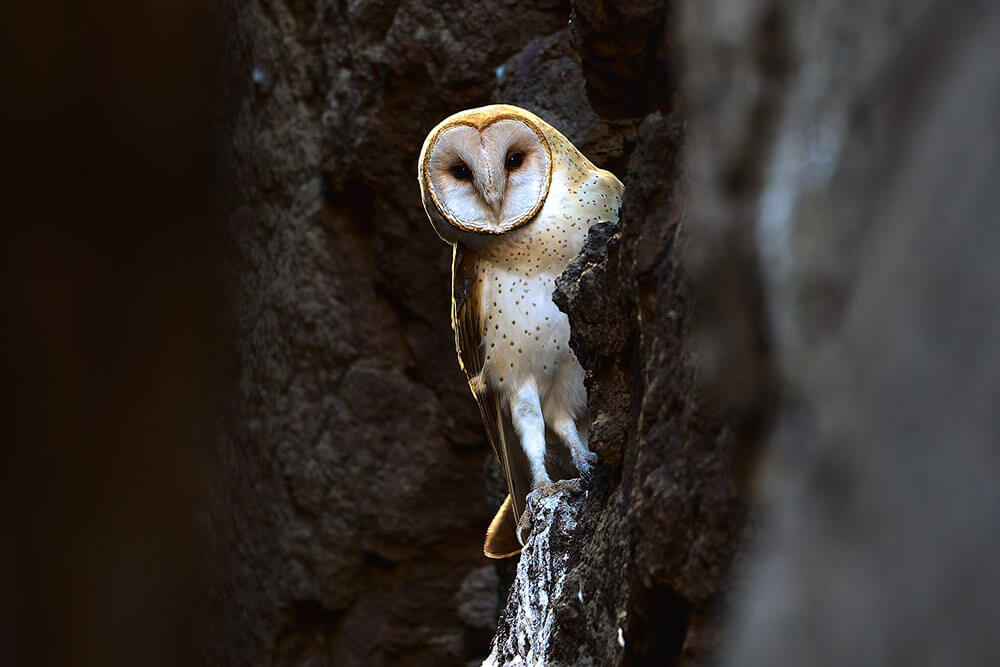 A barn owl looks at the photographer as it stands on some dark rocks.