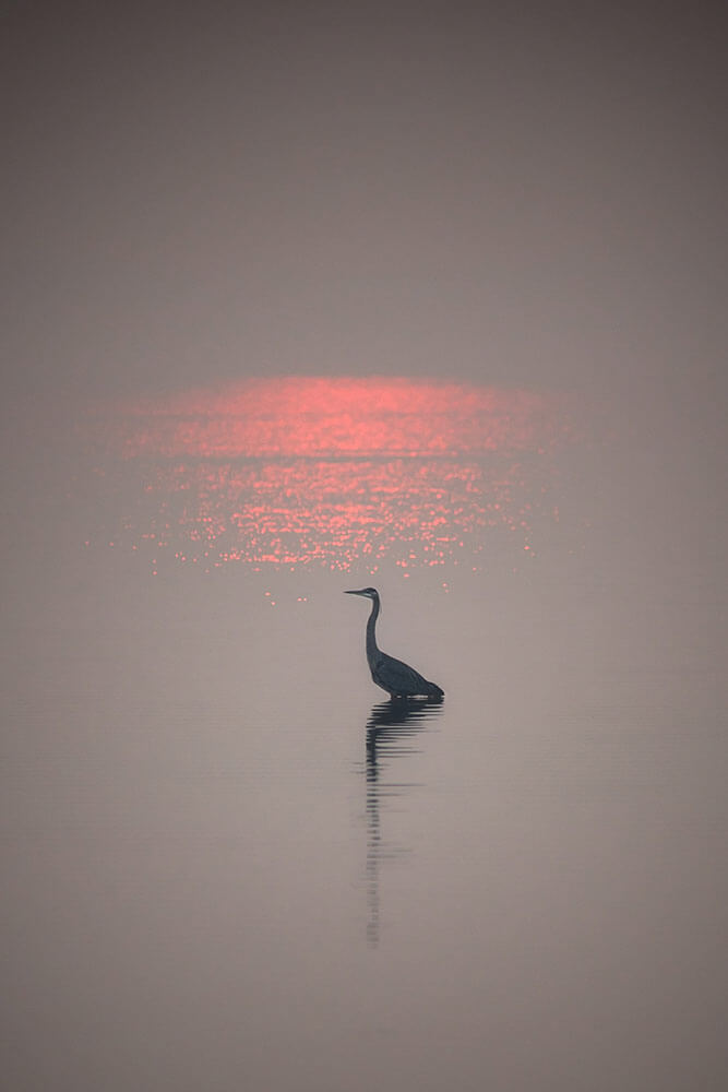 A blue heron is reflected in the water, and red sunlight is reflecting off the water behind it. The scene is photographed in smoky conditions.