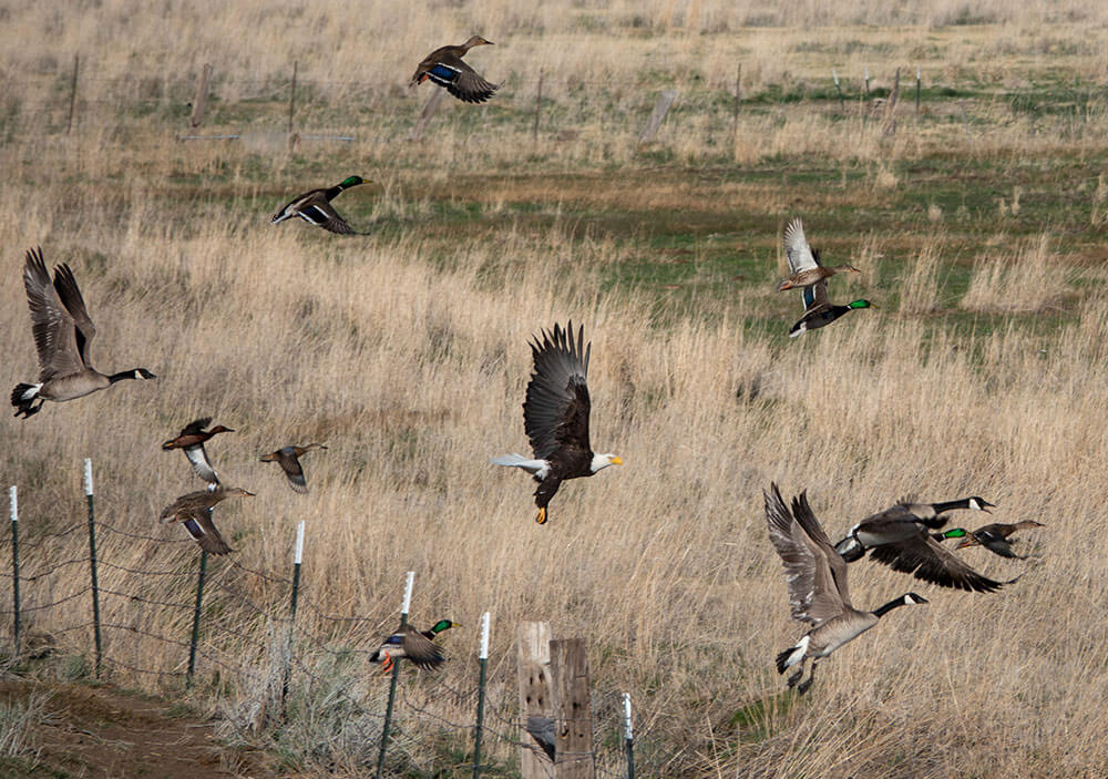 A bald eagle takes flight in a field, along with Canada geese and mallard ducks.