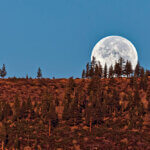 A large full moon rises along a mountain ridge with pine trees standing in front of it.