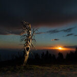 A bristlecone pine with a heart-shaped hole in it. The sky is partly cloudy and partly full of stars, with a moon rising in the distance, behind silhouetted pines and mountains.