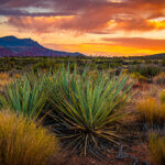 Desert scene with yucca and sagebrush, mountains in the background, and a fiery orange and yellow sunset in the sky.
