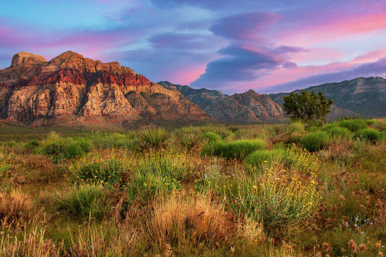 Desert scene with yucca and sagebrush, red-banded mountains in the background, and a pink and purple sunset in the sky.