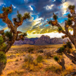 Desert scene with joshua trees, yucca, and sagebrush. Mountains in the background, and a golden sunset/sunrise with lots of clouds in a blue sky.