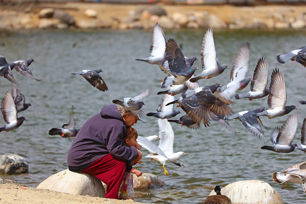 A person and young child sit on a rock beside a body of water, while surrounded by flying pigeons, seagulls, and Canada geese.