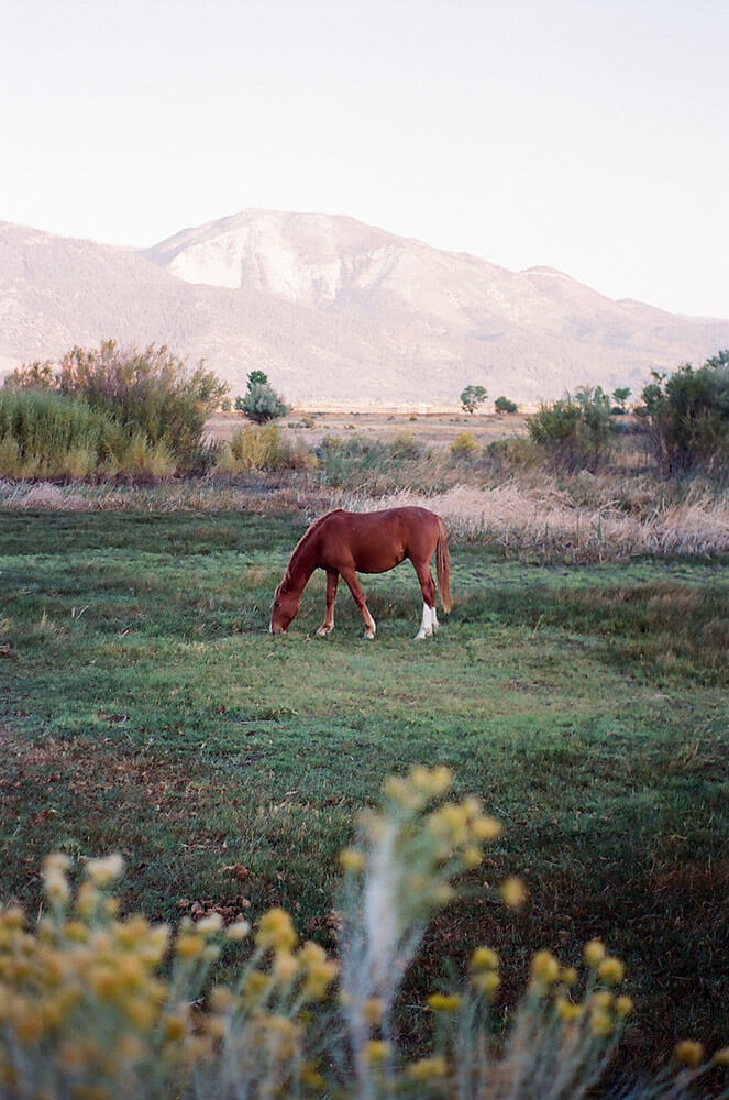 A brown horse grazes in a field amid desert plants, with mountains in the background.