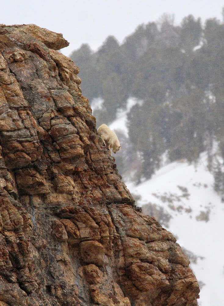 A mountain goat makes its way down a vertical rock face. Snowy mountains in the background.