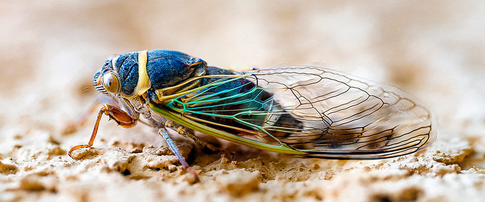 A close-up photo of a cicada on the ground.