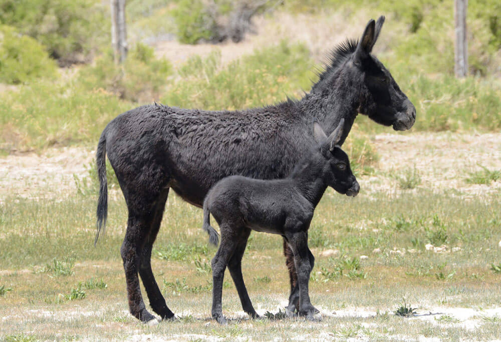 An adult and baby black burro stand in profile among desert plants.