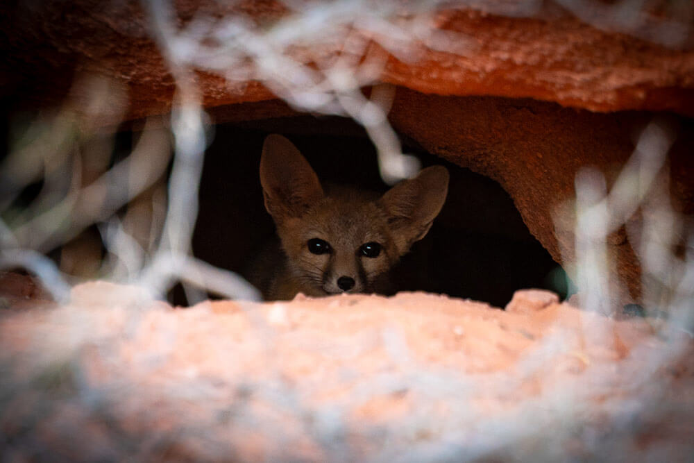 A small fox peers out of a hole in red desert rock.