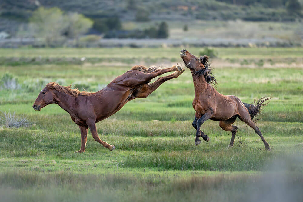 Two brown mustangs in a green field, fighting. One has its back legs extended out in a kick and the other's head is snapping back from having just been kicked.