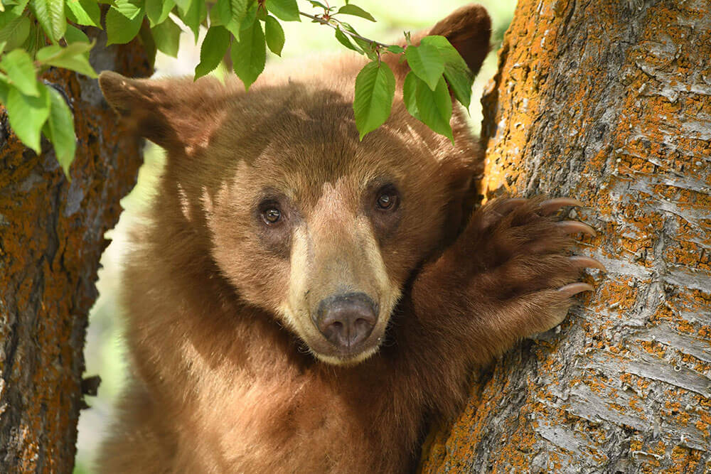 A young bear clings to a tree and is looking at the camera. It is brown and its claws are dug into the tree bark a little. There are green leaves over its head.