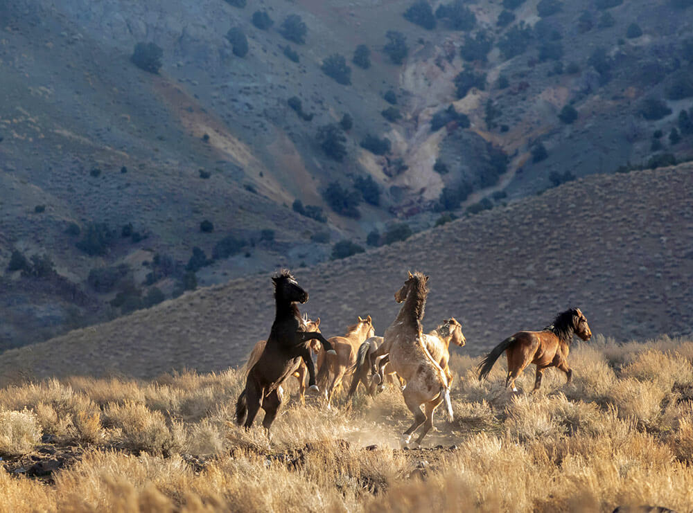 A brown mustang and tan mustang are fighting among desert scrub. Many other horses are running away. There are mountains in the background.