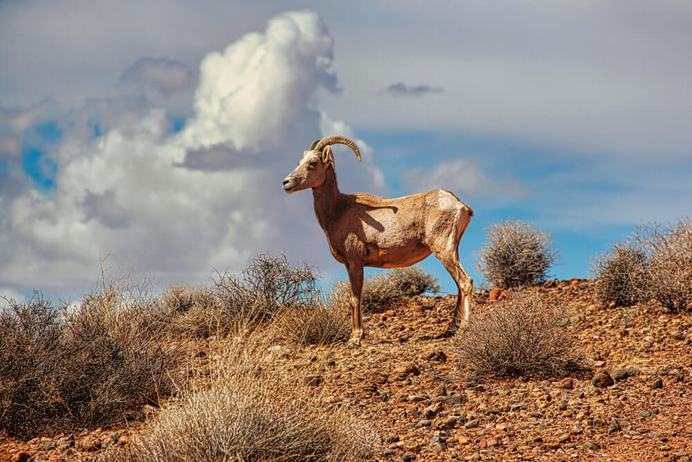 A female bighorn sheep stands up on a hillside, surrounded by sagebrush. There are puffy white clouds in the background.