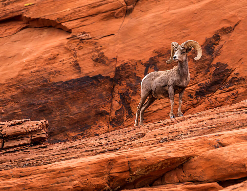 A male bighorn sheep stands on a rock shelf, with red rock all around.