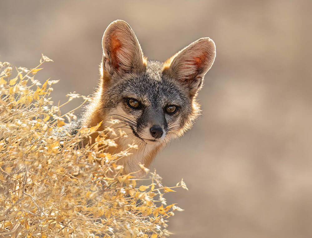 A small fox pokes its head out from behind some desert bushes, seemingly smiling at the camera.