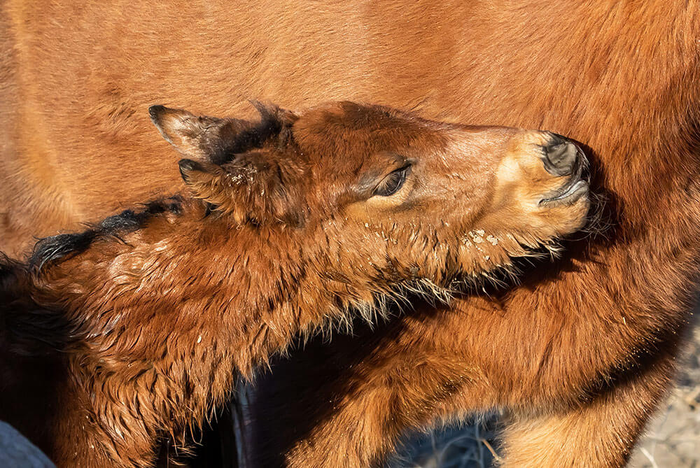 A brown foal nuzzles up against another brown mustang.