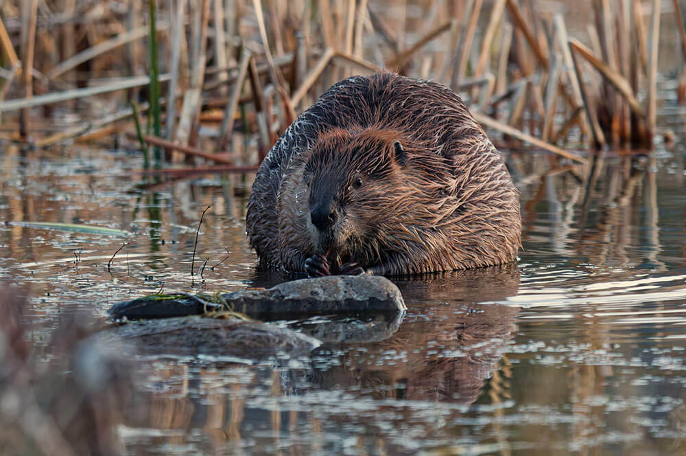 A wet beaver sits in a shallow pond, looking toward the camera. There are rocks in the foreground and water plants in the background.