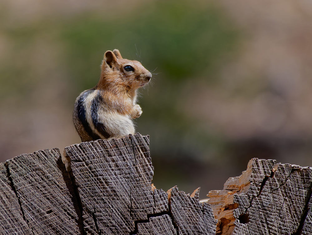 A chipmunk sits on a log, looking at the camera.