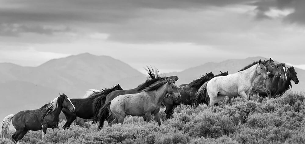Black and White image of a herd of mustangs heading up a hill with sagebrush. There are mountains and stormy skies in the background.