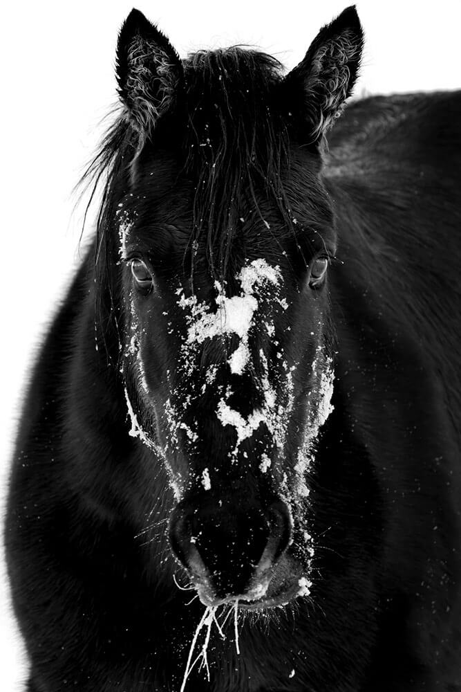Black and white image of a dark mustang with snow on its face, looking toward the camera.