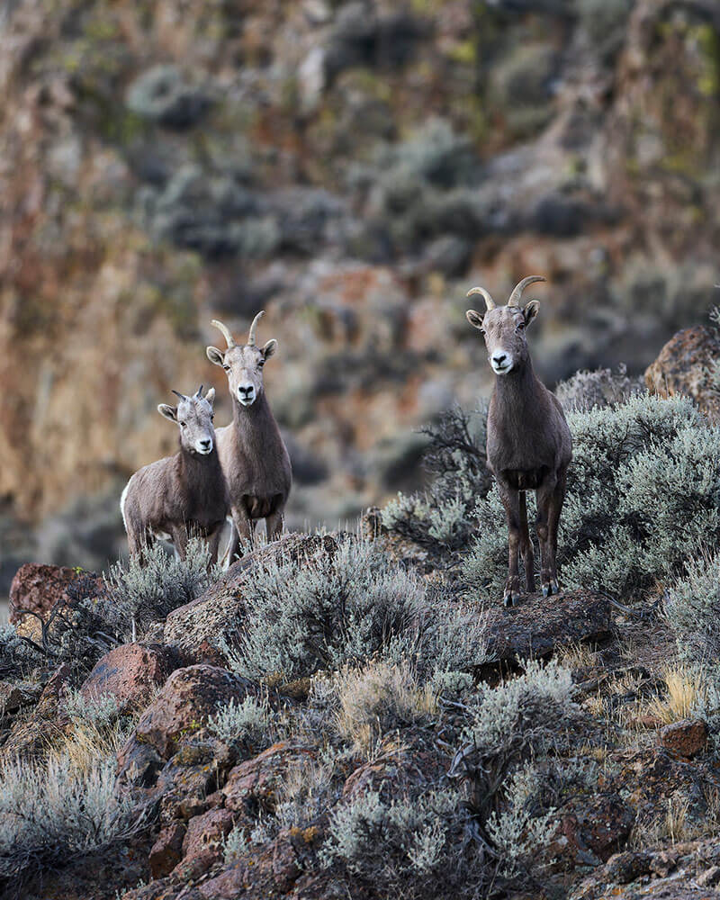 Two female bighorn sheep, with one younger one, stand on a hillside with rocks and sagebrush all around.