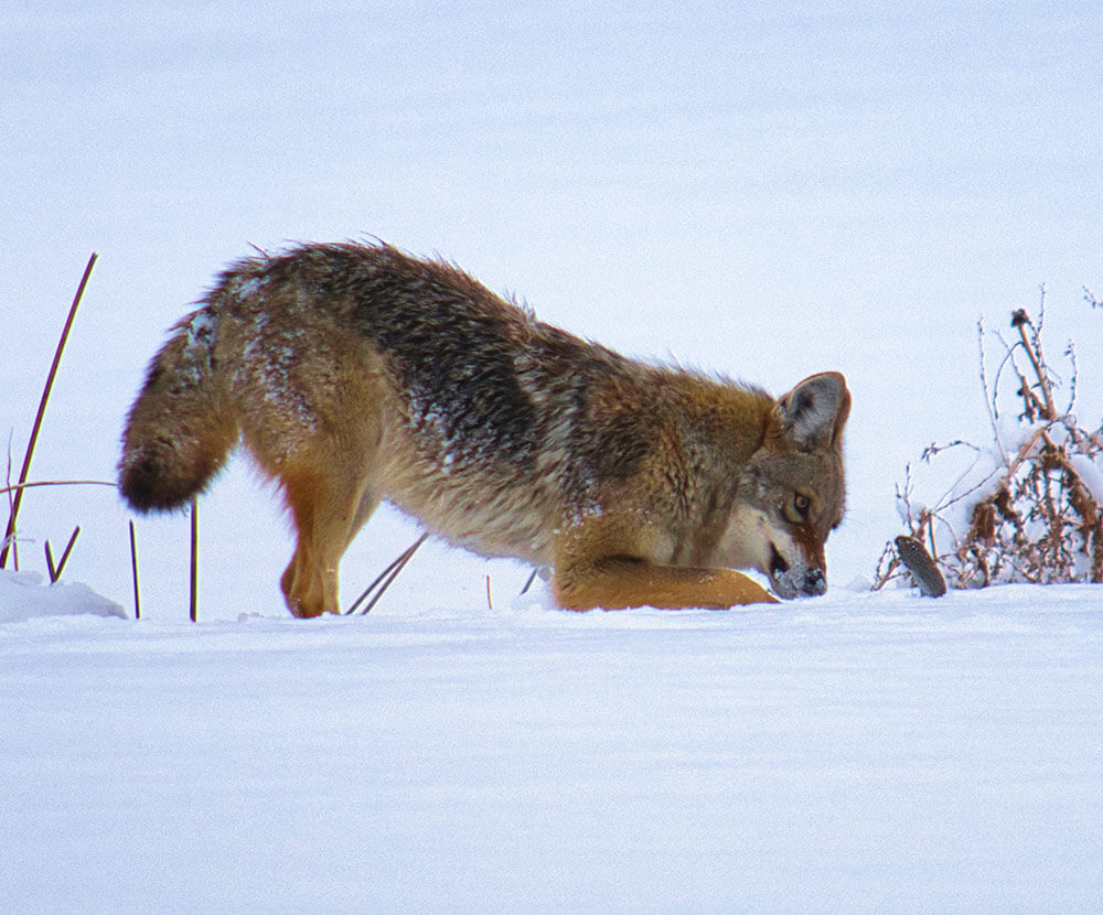 A coyote digs in the fresh snow.