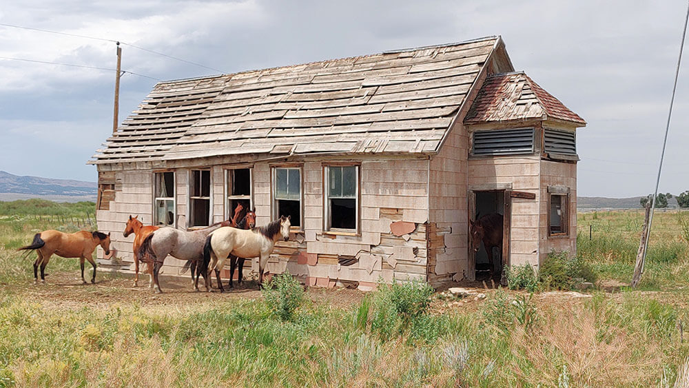 A small group of mustangs stand outside an abandoned house. One dark brown mustang is coming back out through one of the doorways. There are desert plants all around, and mountains in the background.