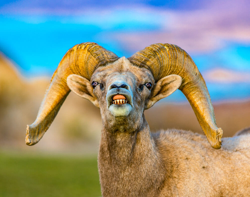 A male bighorn sheep lifts its upper lip and shows tongue and teeth to the camera.