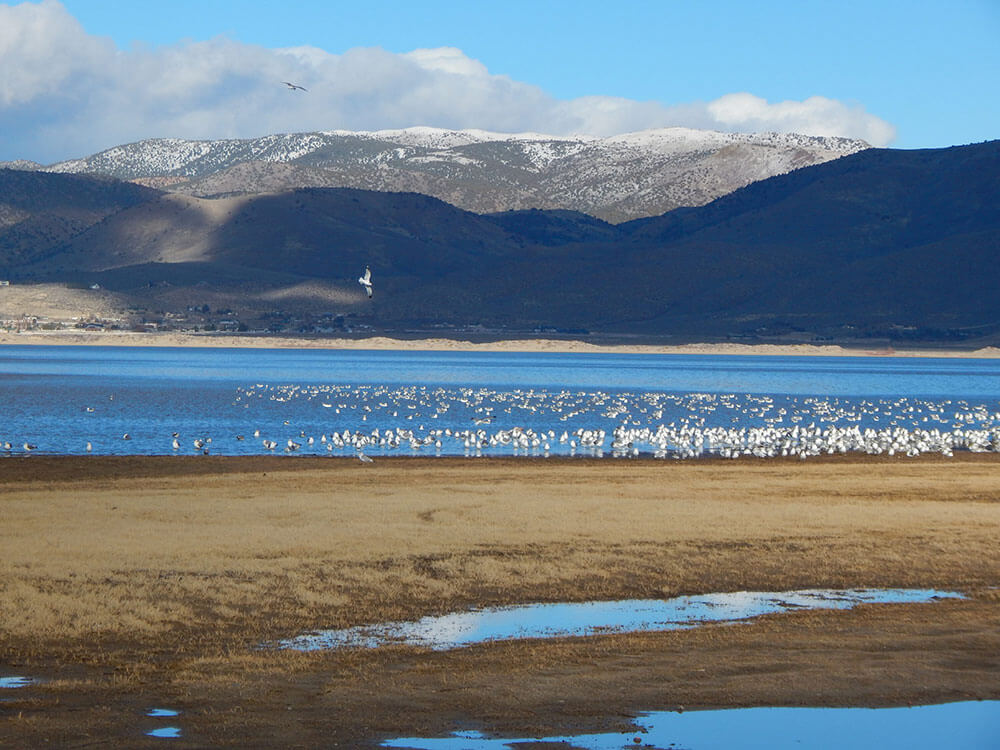 A desert lake filled with white birds. Snowy mountains in the background, and cloudy light blue skies.