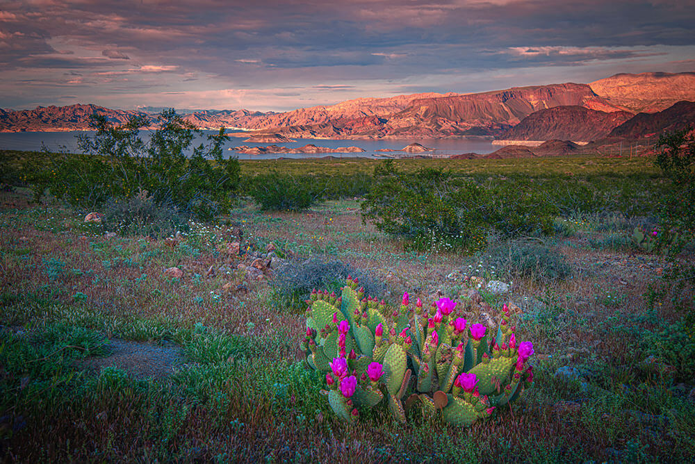 A desert lake with glowing mountains around it, cloudy skies, and flowering cactus in the foreground.