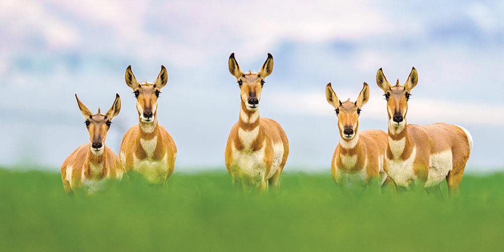 Pronghorn in Nevada
