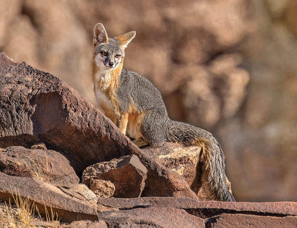 Foxes in Nevada
